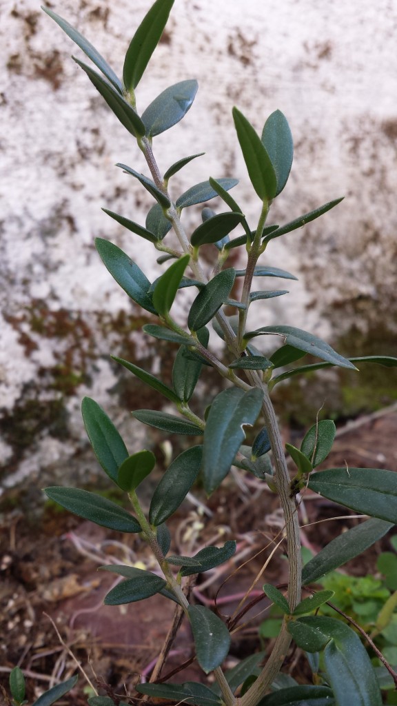 Acebuche oleove olivar ecologico