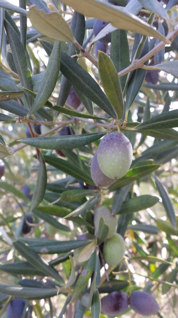 Aceitunas envero oleove olivar ecologico