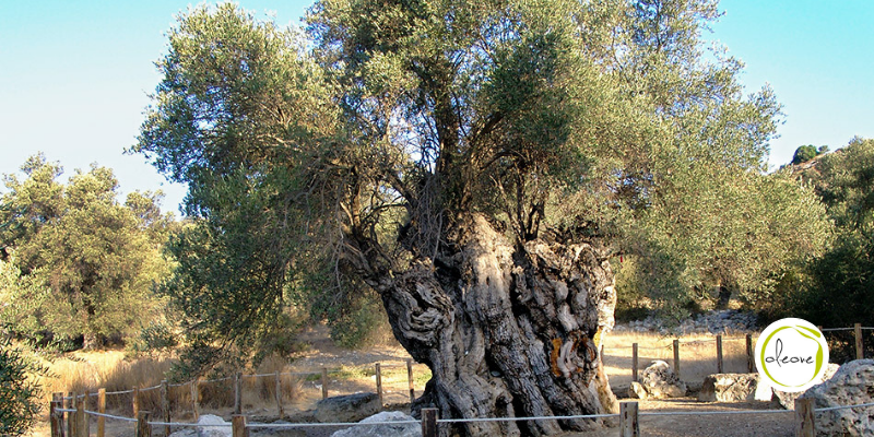 Los olivos milenarios y su aceite de oliva virgen extra.